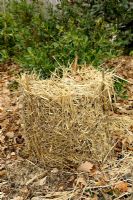 Netting and straw plant protection over winter