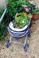 Petunia planted in pushchair