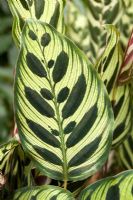 Calathea makoyana - Peacock Plant