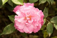 Rosa chinensis 'Old Blush'