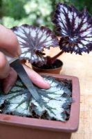 Begonia rex propagation - Step 1  - Cutting veins of the leaf