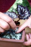 Begonia rex propagation - Step 2  - Tying leaf with pins