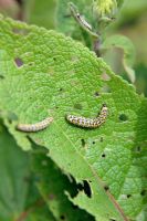 Cucullia verbasci mullein moth larva on Verbascum chauxii