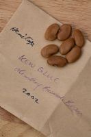 Phaseolus vulgaris. Seeds of Climbing French Bean 'Kew Blue'