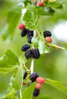 Morus Nigra. Mulberry. Berries at different stages of ripening on tree.