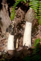 Phallus impudicus - Stinkhorn fungus