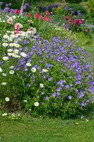 Geranium 'Spinners' and Leucanthemum x superbum 'Snowcap' - Shasta Daisy