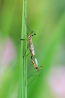 Nephrotoma flavescens - Tiger Crane Flies mating