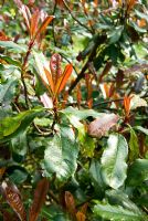 Photinia serratifolia. Marwood Hill Gardens, Barnstaple, Devon, UK