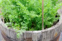 Carrots growing in half barrels on weedproof membrane, Norfolk, England, June