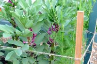 Vicia faba - Broad beans 'Crimson flowered' and Anethum graveolens - Dill supperted with sticks and twine, Norfolk, England, June