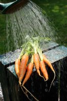 Saving water - washing carrots with rainwater from watering butt, Norfolk, England, June 