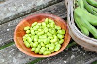 Freshly picked and shelled Broad Beans in wooden bowl, Norfolk, England, July
