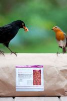 Turdus merula  - Blackbird, and Erithacus rubecula - Robin on bag of live mealworms