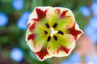 Tulipa - Tulip 'Flaming Spring Green'