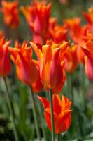 Tulipa 'Ballerina' - Lily flowered Tulip
