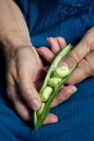 Woman shelling Broad Bean 'The Sutton'