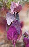 Atriplex hortensis var. Rubra . - Red orache leaves. Red mountain spinach leaf