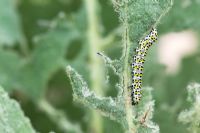 Cucullia Verbasci - Mullein Moth caterpillar feeding on Verbascum leaves