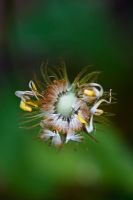 Doronicum Caucasicum 'Finesse' flower seeds - Leopards Bane