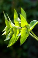 Euphorbia lathyris - Caper Spurge or Paper Spurge