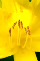 Hemerocallis lilioasphodelus - Lemon Day lily. Stamen showing pollen on anthers