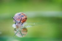 Helix aspersa - Garden Snail crawling on pane of greenhouse glass