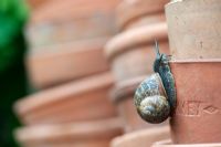 Helix aspersa - Garden Snail on terracotta flower pots