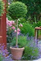 Buxus trained into lollipop shape in a terracotta pot next to rusty obelisk and Rosa 'The Fairy', Lavandula angustifolia and Ligustrum vulgare