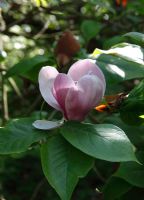 Magnolia x soulangiana 'Lennei'