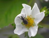 Otiorhynchis sulcatus - Vine Weevil adult on ripe Fragaria - Strawberry flower