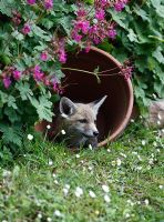 Vulpes vulpes. Fox cub resting in plant pot