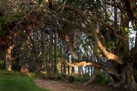 Agathis australis - Kauri, and Vitex lucens - Puriri trees, New Zealand