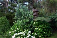 Metrosideros excelsa 'Vibrance' - Pohutukawa, Hydrangea macrophylla 'Bridal Bouquet' in border, New Zealand
