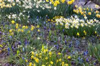 Spring border with Narcissus and Muscari