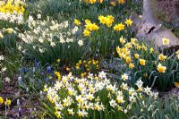 Spring border with Narcissus and Muscari