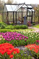 Greenhouse with tulip planting
