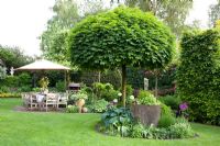 Country garden with patio. Clipped Acer platanoides 'Globosum' - Norway Maple tree in island bed and Carpinus betulus - Hornbeam hedge