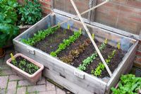 Salads in cold frame - Japanese Greens,  Bunching Onions, Lakeland Lettuce, Lollo Rosso, American Cress and Radicchio - Millpool garden