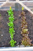 Lactuca - Lettuce 'Lakeland' and Lollo rosso seedlings in a cold frame - Millpool garden