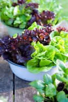 Salad growing in blue enamel vintage bowl - Lettuce 'Tom Thumb' and 'Fiamma'
