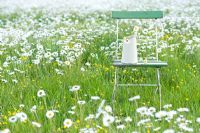 Meadow of Leucanthemum vulgare with chair and jug