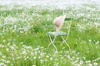 Meadow of Leucanthemum vulgare with chair and straw hat - Ox eye Daisies or Moon Daisies