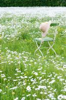 Meadow of Leucanthemum vulgare with chair and straw hat - Ox eye Daisies or Moon Daisies