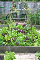 Raised bed with Spinach and Red Orach in potager - Rustling End 
