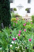 Spring border in front garden inc Tulipa 'Barcelona', T. 'Queen of the Night' and Fritillaria persica - Ulting Wick, Essex NGS UK