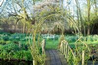 Bridge over river to area with spring bulbs and Amelanchier canadensis - Ulting Wick, Essex NGS
