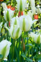 Tulipa 'Spring Green' - Ulting Wick, Essex NGS UK