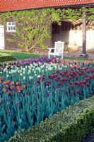 Tulips in cutting garden, vars inc Tulipa 'Black Hero', 'Abu Hassan', 'Spring Green' - Ulting Wick, Essex NGS UK