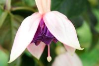 Fuchsia 'Sir Ian Botham', flower bud opening, August